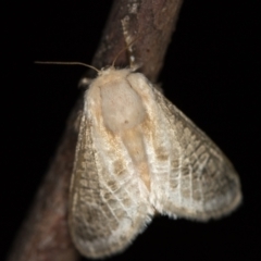 Doratifera pinguis (Pale Cup Moth) at Melba, ACT - 24 Jan 2021 by Bron