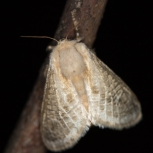 Doratifera pinguis at Melba, ACT - 24 Jan 2021