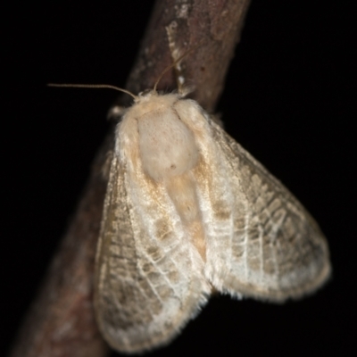 Doratifera pinguis (Pale Cup Moth) at Melba, ACT - 24 Jan 2021 by Bron