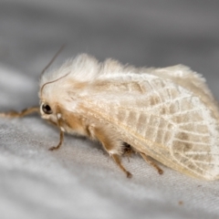 Doratifera pinguis at Melba, ACT - 24 Jan 2021