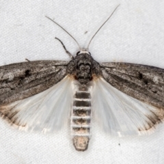 Elesma undescribed species at Melba, ACT - 24 Jan 2021 by Bron