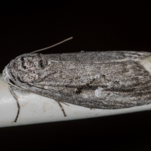 Elesma undescribed species at Melba, ACT - 24 Jan 2021