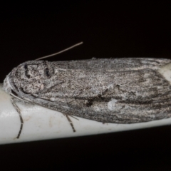 Elesma undescribed species at Melba, ACT - 24 Jan 2021