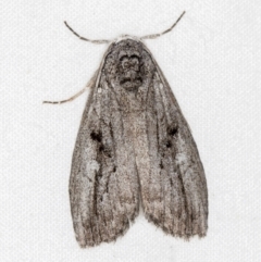 Elesma undescribed species at Melba, ACT - 24 Jan 2021 04:18 PM