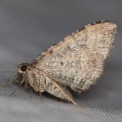 Larentiinae (subfamily) (A geometer moth) at Melba, ACT - 24 Jan 2021 by Bron