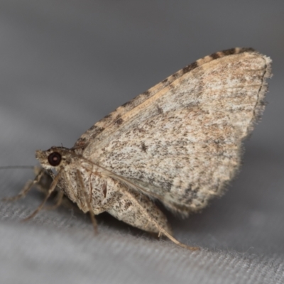 Larentiinae (subfamily) (A geometer moth) at Melba, ACT - 24 Jan 2021 by Bron