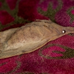 Pararguda nasuta (Wattle Snout Moth) at Melba, ACT - 23 Jan 2021 by Bron