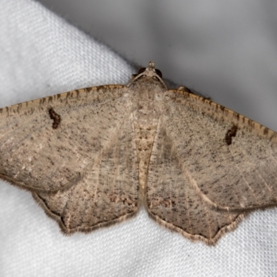 Dissomorphia australiaria (Dashed Geometrid, Ennominae) at Melba, ACT - 23 Jan 2021 by Bron