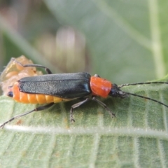 Chauliognathus tricolor (Tricolor soldier beetle) at Conder, ACT - 21 Feb 2021 by MichaelBedingfield