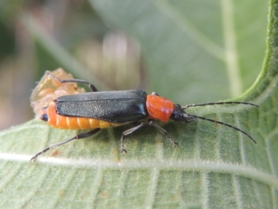 Chauliognathus tricolor (Tricolor soldier beetle) at Conder, ACT - 21 Feb 2021 by michaelb