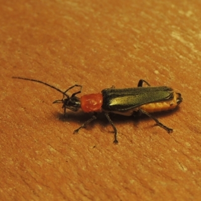 Chauliognathus tricolor (Tricolor soldier beetle) at Pollinator-friendly garden Conder - 6 Mar 2021 by michaelb
