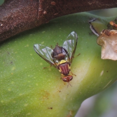 Bactrocera (Bactrocera) tryoni (Queensland fruit fly) at Conder, ACT - 23 Feb 2021 by MichaelBedingfield