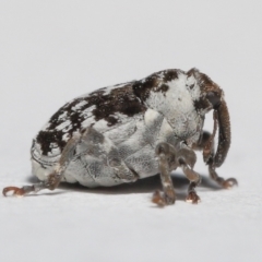 Mogulones larvatus (Paterson's curse crown weevil) at Evatt, ACT - 17 Apr 2021 by TimL