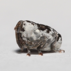 Mogulones larvatus at Evatt, ACT - 17 Apr 2021