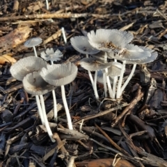 Coprinellus etc. (An Inkcap) at Higgins, ACT - 1 Feb 2021 by wombey