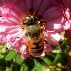 Eristalis tenax (Drone fly) at Crooked Corner, NSW - 17 Apr 2021 by Milly