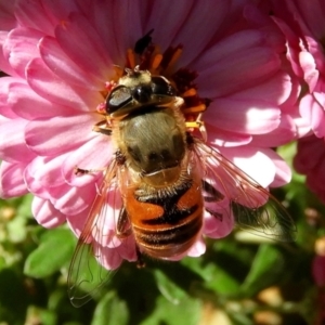 Eristalis tenax at Crooked Corner, NSW - 17 Apr 2021 02:00 PM