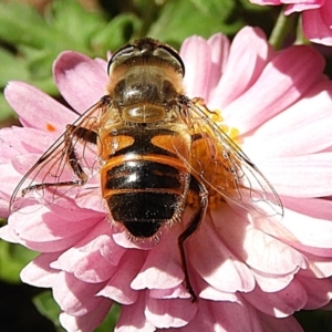 Eristalis tenax at Crooked Corner, NSW - 17 Apr 2021