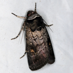 Proteuxoa restituta (Black-bodied Noctuid) at QPRC LGA - 16 Apr 2021 by ibaird