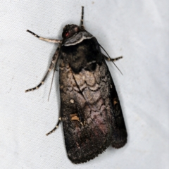 Proteuxoa restituta (Black-bodied Noctuid) at Wyanbene, NSW - 16 Apr 2021 by ibaird