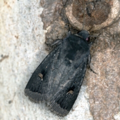 Proteuxoa atra (Sombre Noctuid) at Deua National Park (CNM area) - 16 Apr 2021 by ibaird