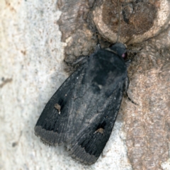 Proteuxoa atra (Sombre Noctuid) at Wyanbene, NSW - 16 Apr 2021 by ibaird