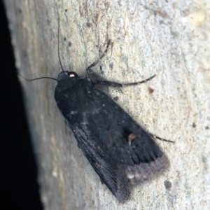 Proteuxoa atra at Wyanbene, NSW - 16 Apr 2021