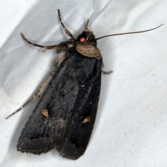 Proteuxoa testaceicollis (Tawny-coloured Noctuid) at QPRC LGA - 16 Apr 2021 by ibaird