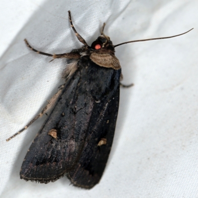 Proteuxoa testaceicollis (Tawny-coloured Noctuid) at Wyanbene, NSW - 16 Apr 2021 by ibaird