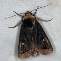 Proteuxoa testaceicollis (Tawny-coloured Noctuid) at QPRC LGA - 16 Apr 2021 by ibaird