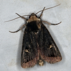 Proteuxoa testaceicollis (Tawny-coloured Noctuid) at Wyanbene, NSW - 16 Apr 2021 by ibaird