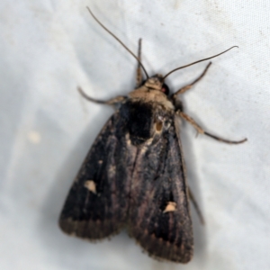 Proteuxoa testaceicollis at Wyanbene, NSW - 16 Apr 2021