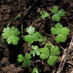 Hydrocotyle tripartita (Pennywort) at Bundanoon, NSW - 15 Mar 2021 by AndyRoo