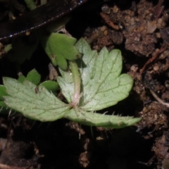 Hydrocotyle tripartita at Bundanoon - 15 Mar 2021 12:33 PM