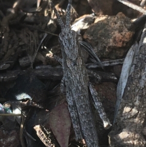 Coryphistes ruricola at Majura, ACT - 20 Apr 2021