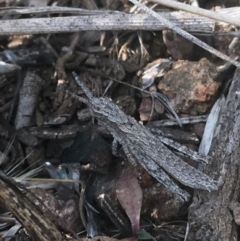 Coryphistes ruricola at Majura, ACT - 20 Apr 2021