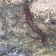 Scolopendromorpha (order) (A centipede) at Majura, ACT - 20 Apr 2021 by NedJohnston