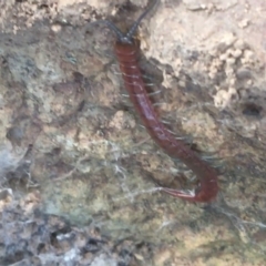 Unidentified Centipede (Chilopoda) (TBC) at Majura, ACT - 20 Apr 2021 by Ned_Johnston