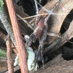 Unidentified Other hunting spider at Kenny, ACT - 20 Apr 2021 by NedJohnston