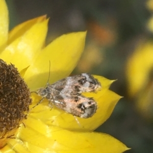 Tebenna micalis at Majura, ACT - 20 Apr 2021 11:08 AM