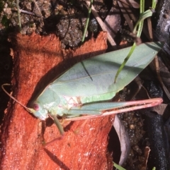 Caedicia simplex (Common Garden Katydid) at Majura, ACT - 20 Apr 2021 by NedJohnston