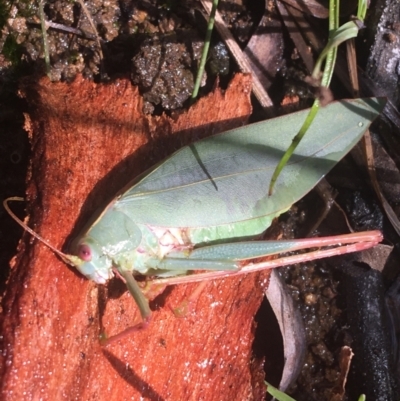 Caedicia simplex (Common Garden Katydid) at Majura, ACT - 20 Apr 2021 by NedJohnston