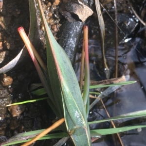 Caedicia simplex at Majura, ACT - 20 Apr 2021