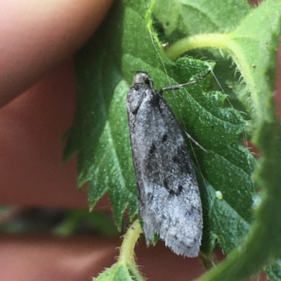 Oecophoridae (family) (Unidentified Oecophorid concealer moth) at Majura, ACT - 20 Apr 2021 by NedJohnston