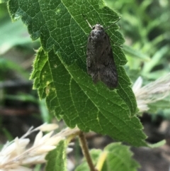 Oecophoridae (family) at Majura, ACT - 20 Apr 2021