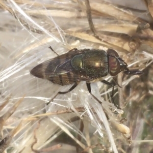 Stomorhina discolor at Majura, ACT - 20 Apr 2021 11:07 AM