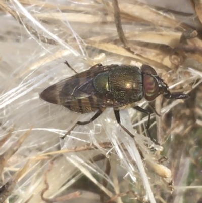 Stomorhina discolor (Snout fly) at Majura, ACT - 20 Apr 2021 by NedJohnston