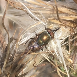 Stomorhina discolor at Majura, ACT - 20 Apr 2021 11:07 AM