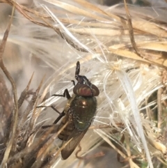 Stomorhina discolor at Majura, ACT - 20 Apr 2021 11:07 AM