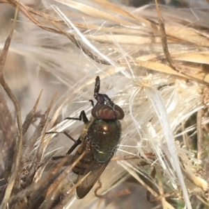 Stomorhina discolor at Majura, ACT - 20 Apr 2021 11:07 AM